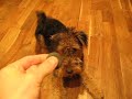 Jack the Airedale Terrier - Dog Obedience