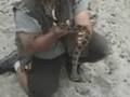 wild rattle snake capture (ONEBEAR)