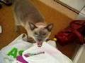 noisy siamese cat