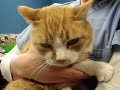 Marquette County Humane Society-Seymor Marquette County Humane Society-Seymor