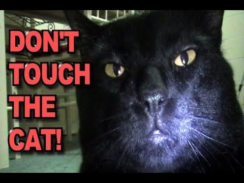 Don’t Touch The Cat!