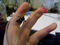 Click here to watch this video Jumping Spider