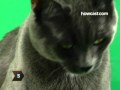 How-To-Make-a-Cat-Sc