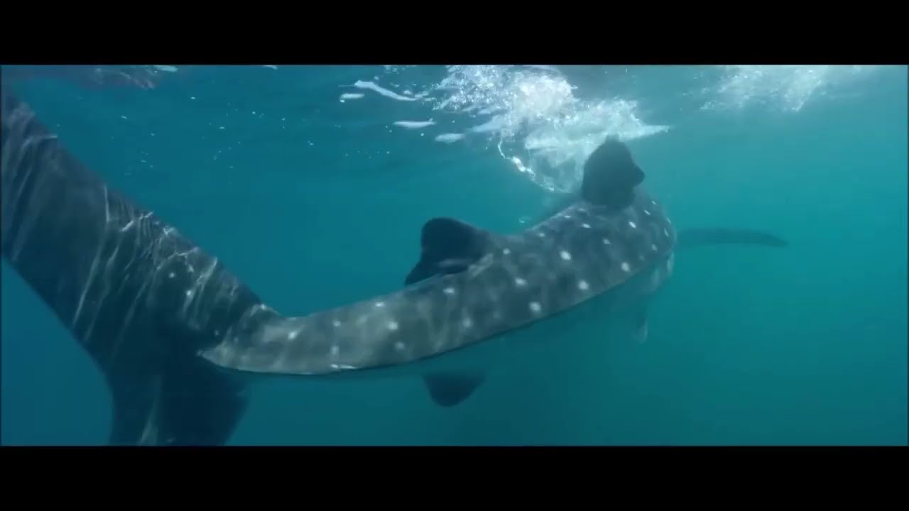 Baja Mexico: Come & Discover the Adventure of Your Life