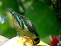 Flame-faced Tanager