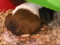 Guinea pig giving birth!