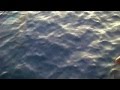 Dauphins en M�diterran�e