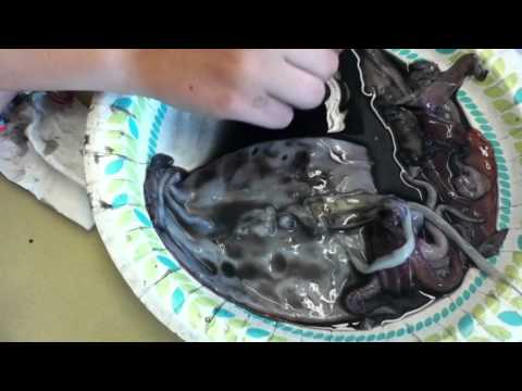 how to harvest squid ink
