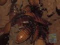 100,000 Hissing Cockroaches at the Bronx Zoo