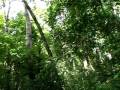 howler monkeys at tikal national park, guatemala