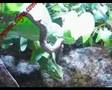 Watch 'Chamäleons MehLwürmer  parTy , Chameleons Mealworm  parTy'