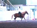 What Gait / Blessi, Icelandic Horse