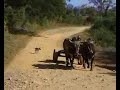Riding Cow-Sledges and Ox-Mobiles