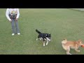 柴犬さん、走る Shiba Inu is running!
