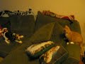 Puppy vs. Kitten Round II