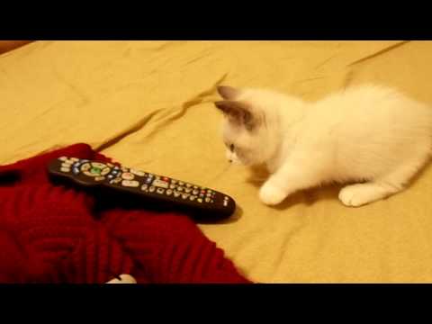 Chunk the munchkin kitten is scared of remotes