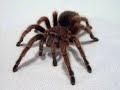 Exotic Pets
