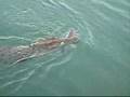 shark-vs-crocodile