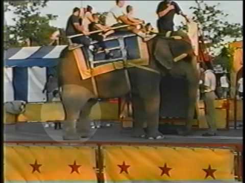 how to train circus animals
