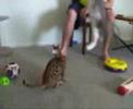 Bengal Cat and Norweigian jump around Bengal Cat and Norweigian jump around