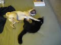 Goldie and Boots Fighting :(