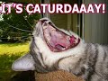 LOL Nitro Cats by Aldofz LOL Nitro Cats by Aldofz