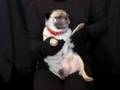 Pug Dance パグ ダンス