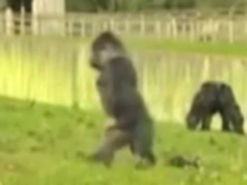 Apes Are Getting Smarter Part 1 0 Apes Are Getting Smarter Part 1
