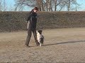 Training Heelwork