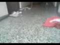 videos de Cuto tu amigo fiel.....XD