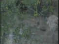 Hyena
