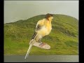 Naturaves - (Postura) Fiorino Corona.avi