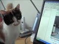 Calico watches herself on Youtube?????????????