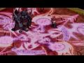 Tyrant Baal [Disgaea 2:DHD]