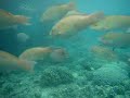 ボラボラ島の海