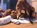 Vizsla Puppies