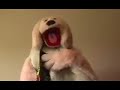 Jim the Dog - Guide to Fathers\ Jim the Dog - Guide to Fathers\