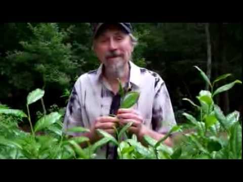 how to harvest tea leaves