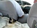 Whining Cat