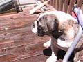 Tater in his Pool 2