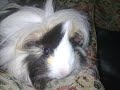 Canelle :-)