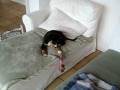 videos de Gumi3