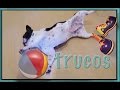 Bulldog francés. French bulldog y sus trucos divertidos. "Training a dog" Triks.