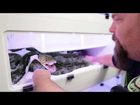 YouTube reptile video
