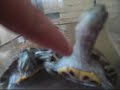 como comenzaron las tortugas ninjas como comenzaron las tortugas ninjas