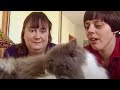 Crazy biting cat - how to tame your pet - Barking Mad - BBC pets