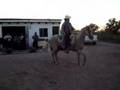 Caballo Bailador