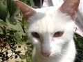 Cat eyes have different eye color