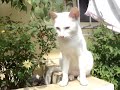 Cat eyes have different eye color