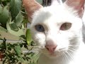 Cat eyes have different eye color